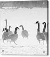 Canadian Geese Acrylic Print