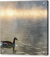 Canadian Goose In Misty Lake Acrylic Print