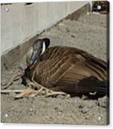 Canadian Goose On Nest Acrylic Print