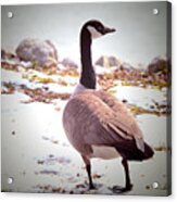 Canadian Goose Snow Stroll Acrylic Print