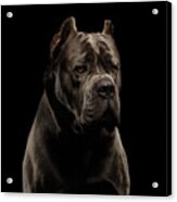 Cane Corso Acrylic Print