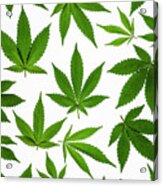 Cannabis Acrylic Print
