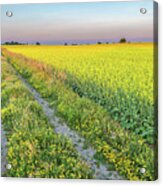 Canola Fields Acrylic Print