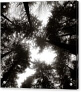 Canopy Acrylic Print