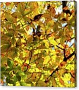 Canopy Of Autumn Leaves Acrylic Print