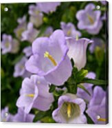 Canterbury Bell Acrylic Print