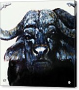 Cape Buffalo Acrylic Print