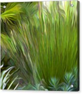 Cape Rush Grass Exploding Acrylic Print