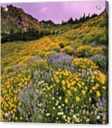 Cardiff Pass Sunset And Wildflowers - Alta, Utah Acrylic Print