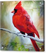 Cardinal 18 Acrylic Print