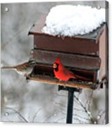 Cardinal And Sparrow At Feeder Acrylic Print