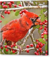 Cardinal Eating Berries Acrylic Print