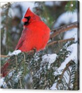 Cardinal In Snow Acrylic Print