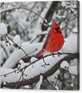 Cardinal In The Snow 1 Acrylic Print
