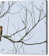Cardinal In Tree Acrylic Print