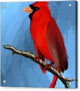 Cardinal Acrylic Print