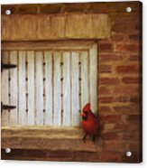 Cardinal On Brick Wall Window 5655 Acrylic Print