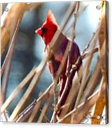 Cardinal On Watch Acrylic Print