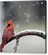Cardinal Snowfall Acrylic Print