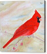 Cardinal Watching Acrylic Print