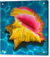 Caribbean Conch Acrylic Print
