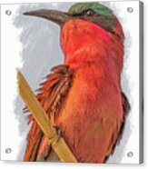 African Carmine Bee-eater Acrylic Print