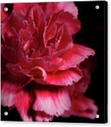 Carnation Series 5 Acrylic Print