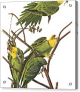 Carolina Parakeet Acrylic Print