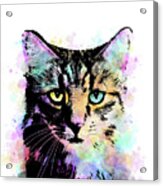 Cat 618 Acrylic Print