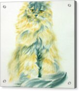 Cat Eyes Acrylic Print