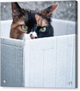 Cat In The Box Acrylic Print