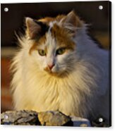 Cat Acrylic Print