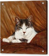 Cat Nap Acrylic Print