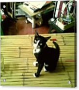 Cat On A Bamboo Litter Acrylic Print