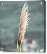 Cat Tail On The Cliff Acrylic Print