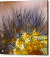 Caterpillar Hair Acrylic Print