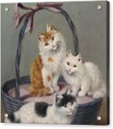 Cats In The Basket Acrylic Print