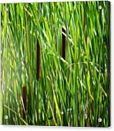 Cattails In The Morning Sun Acrylic Print