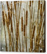 Cattails Acrylic Print