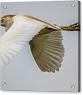 Cattle Egret In Flight Acrylic Print