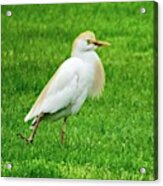 Cattle Egret, On Cape Cod, Lifer For Acrylic Print
