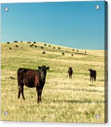 Cattle Grazing On The Plains Acrylic Print
