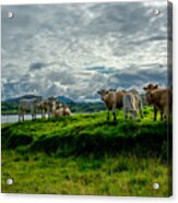 Cattle On Pasture In Ireland Acrylic Print