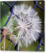 Caught In A Web Of Intrigue Acrylic Print