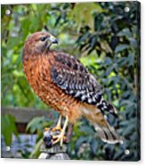Caught In The Talons Acrylic Print