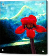 Caucasus Love Flower I Acrylic Print