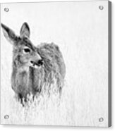 Mule Doe Acrylic Print