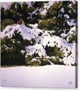 Cedar And Snow Acrylic Print