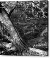 Cedar And Swamp Acrylic Print