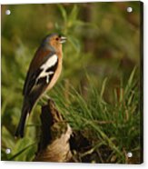 Chaffinch On Stump Acrylic Print